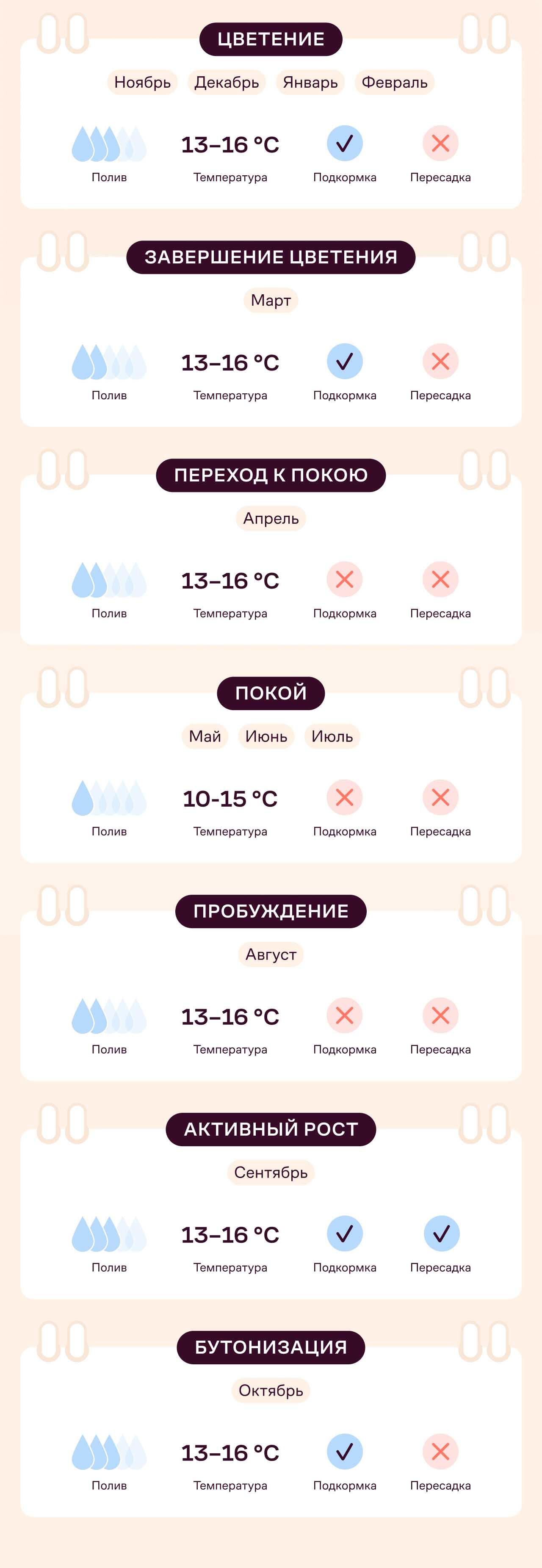 цикламены выращивание и уход в домашних условиях