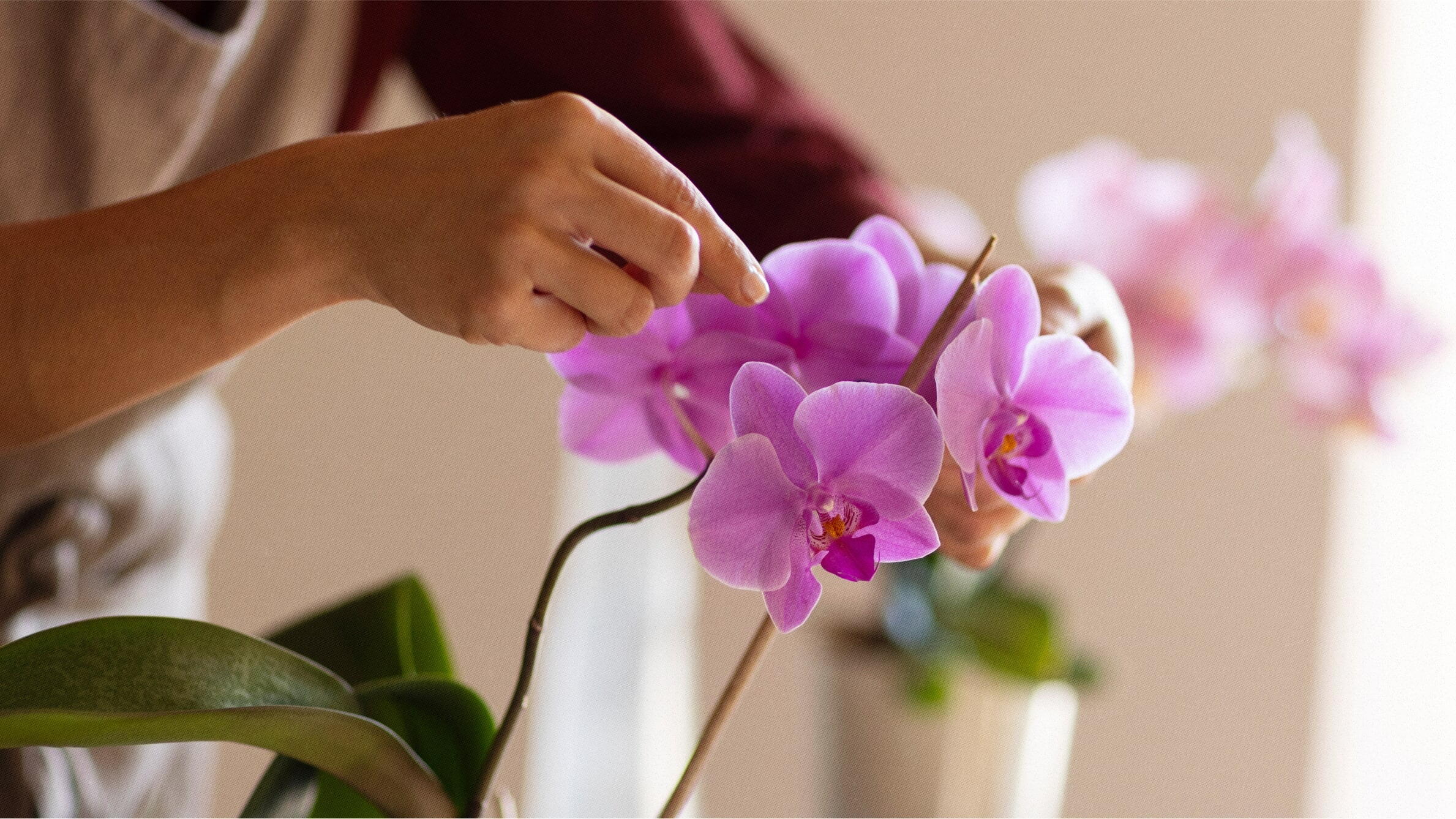 Orchid meaning in chinese culture