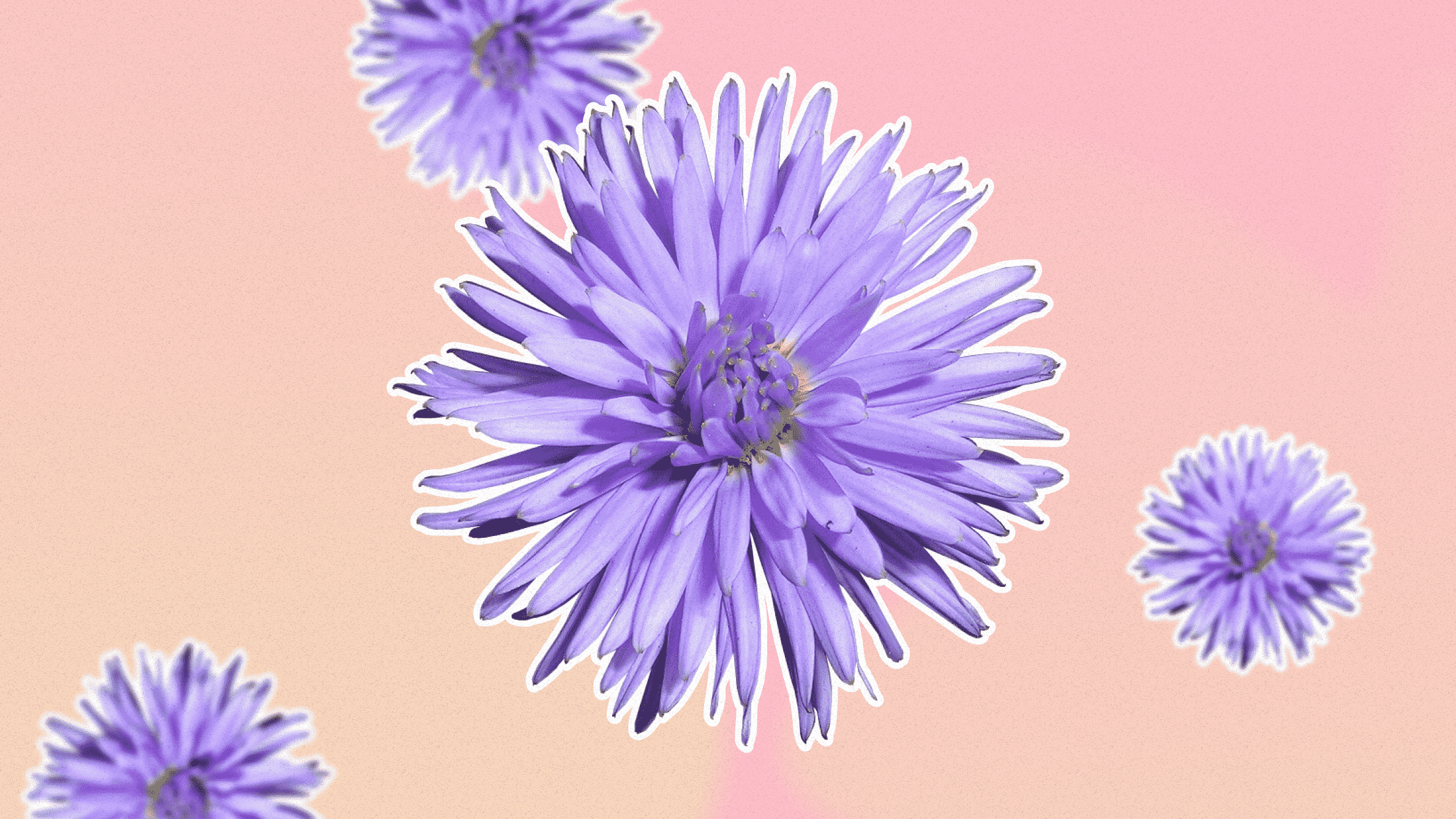 Purple aster flower meaning