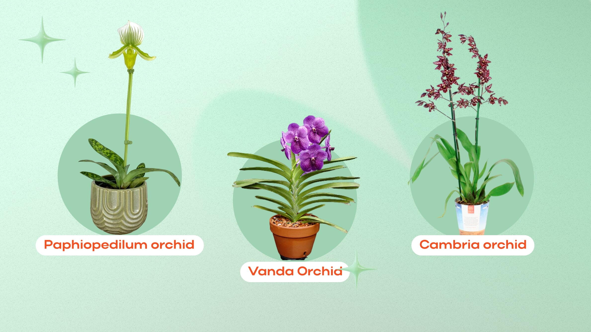 Orchid types 2