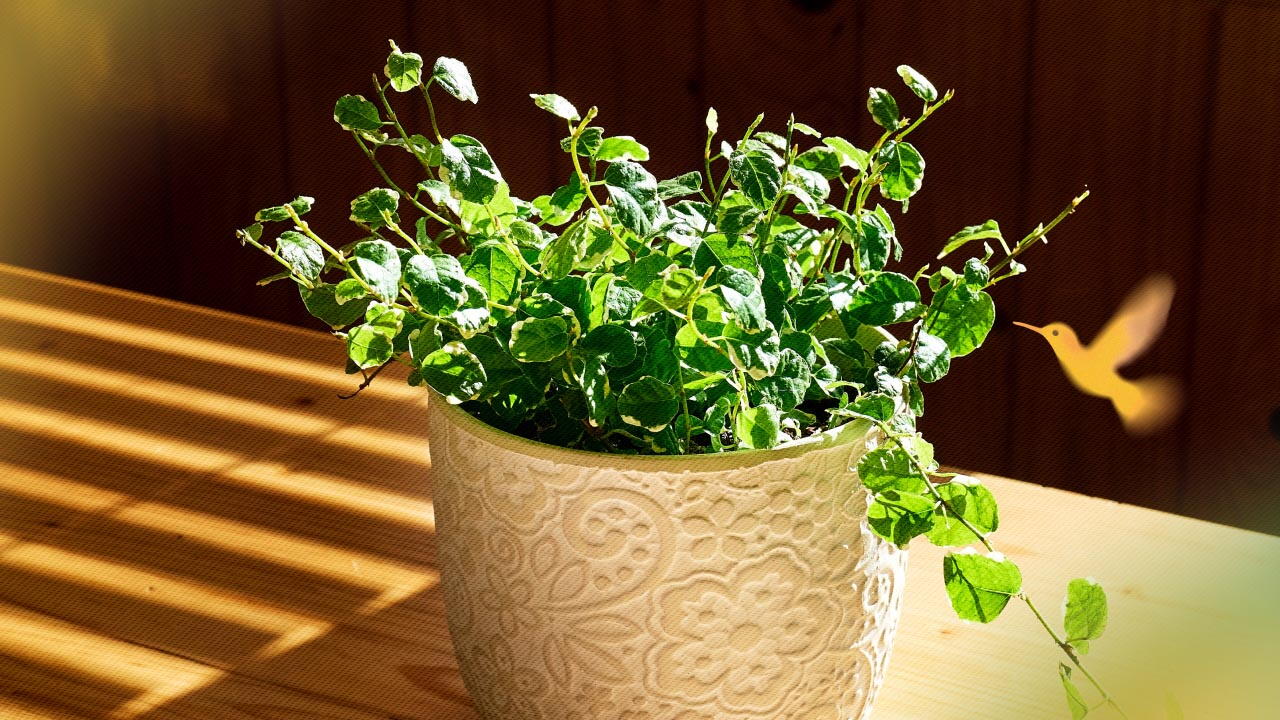 Фикус карликовый (пумила)