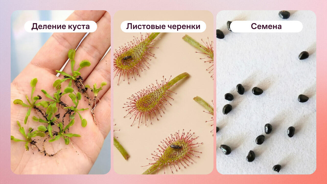 Как разводить хищные растения