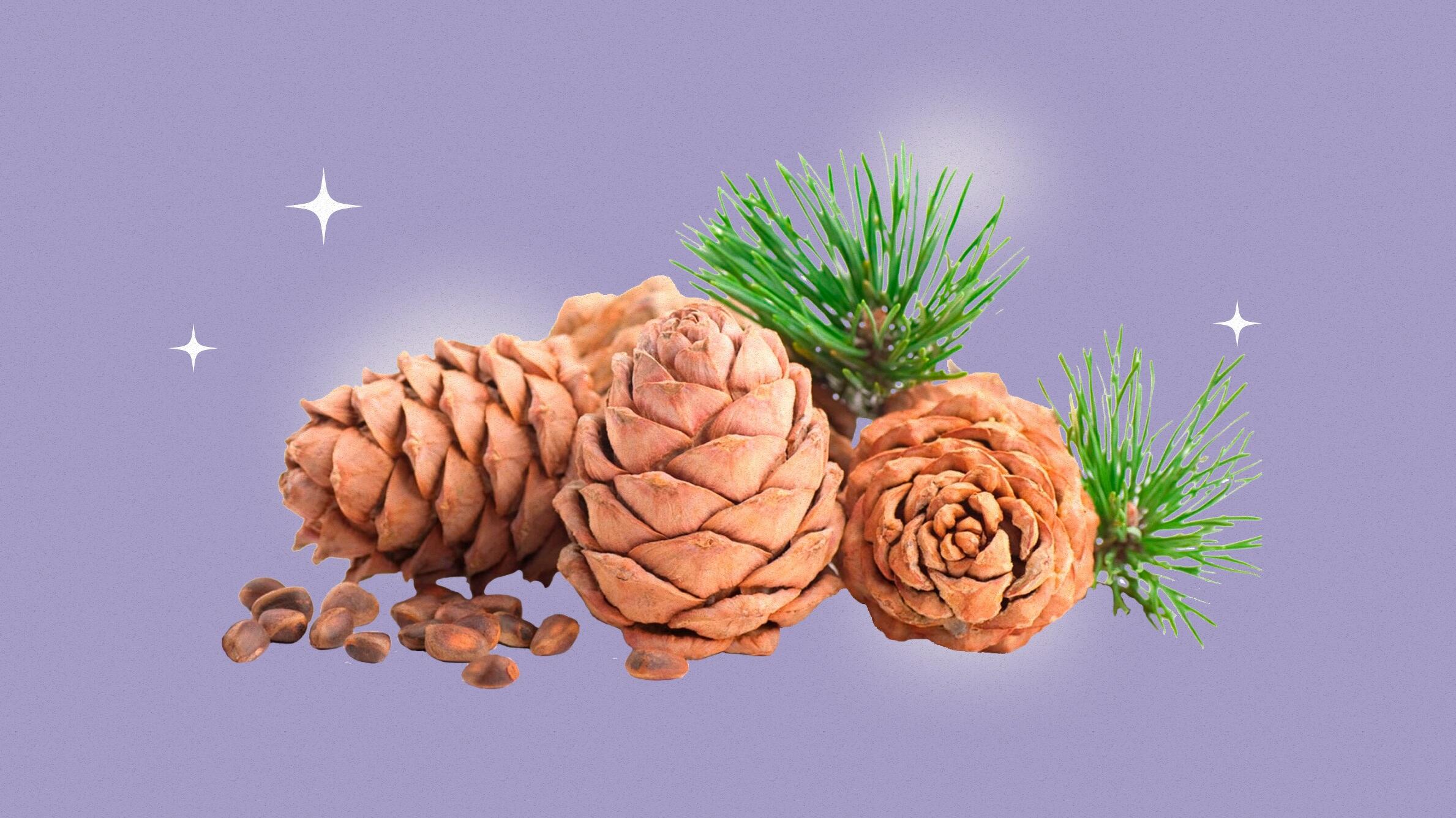 Кедр