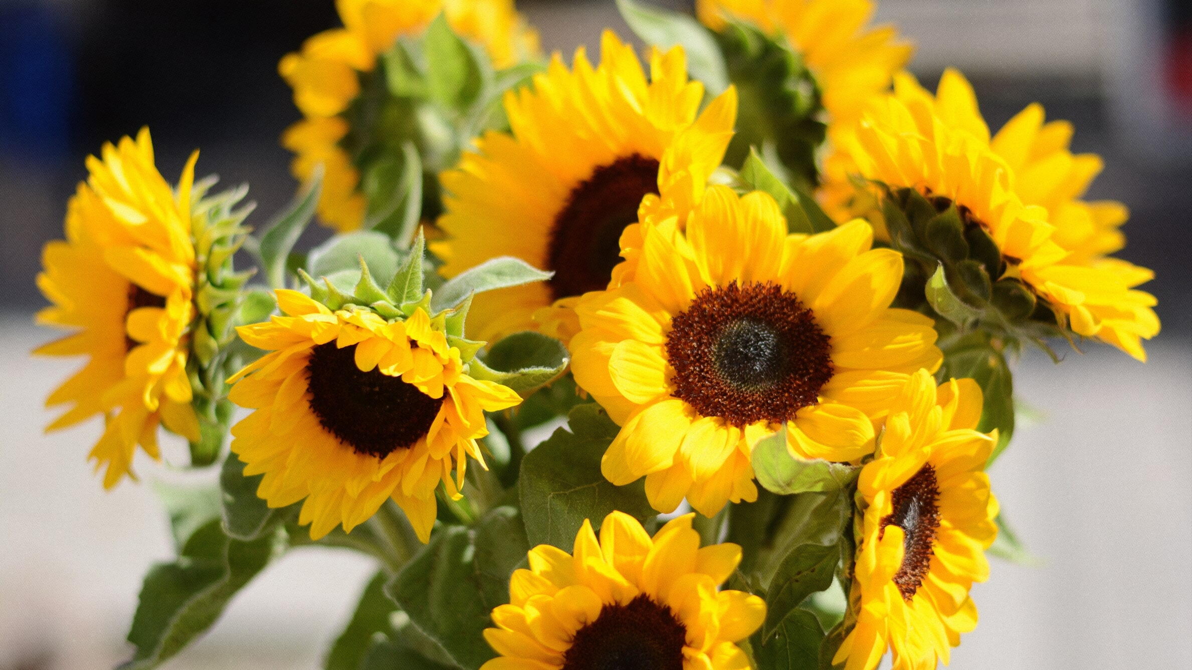 Sunflowers for Mothers Day
