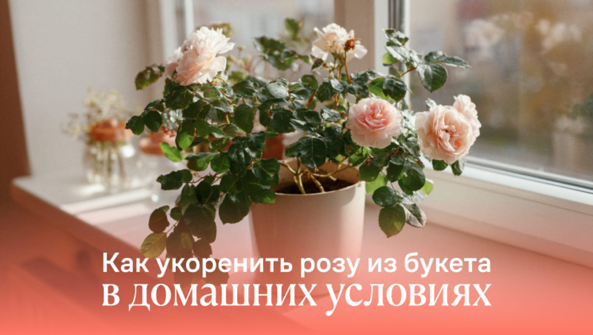 Как укоренить розу из букета в домашних условиях?