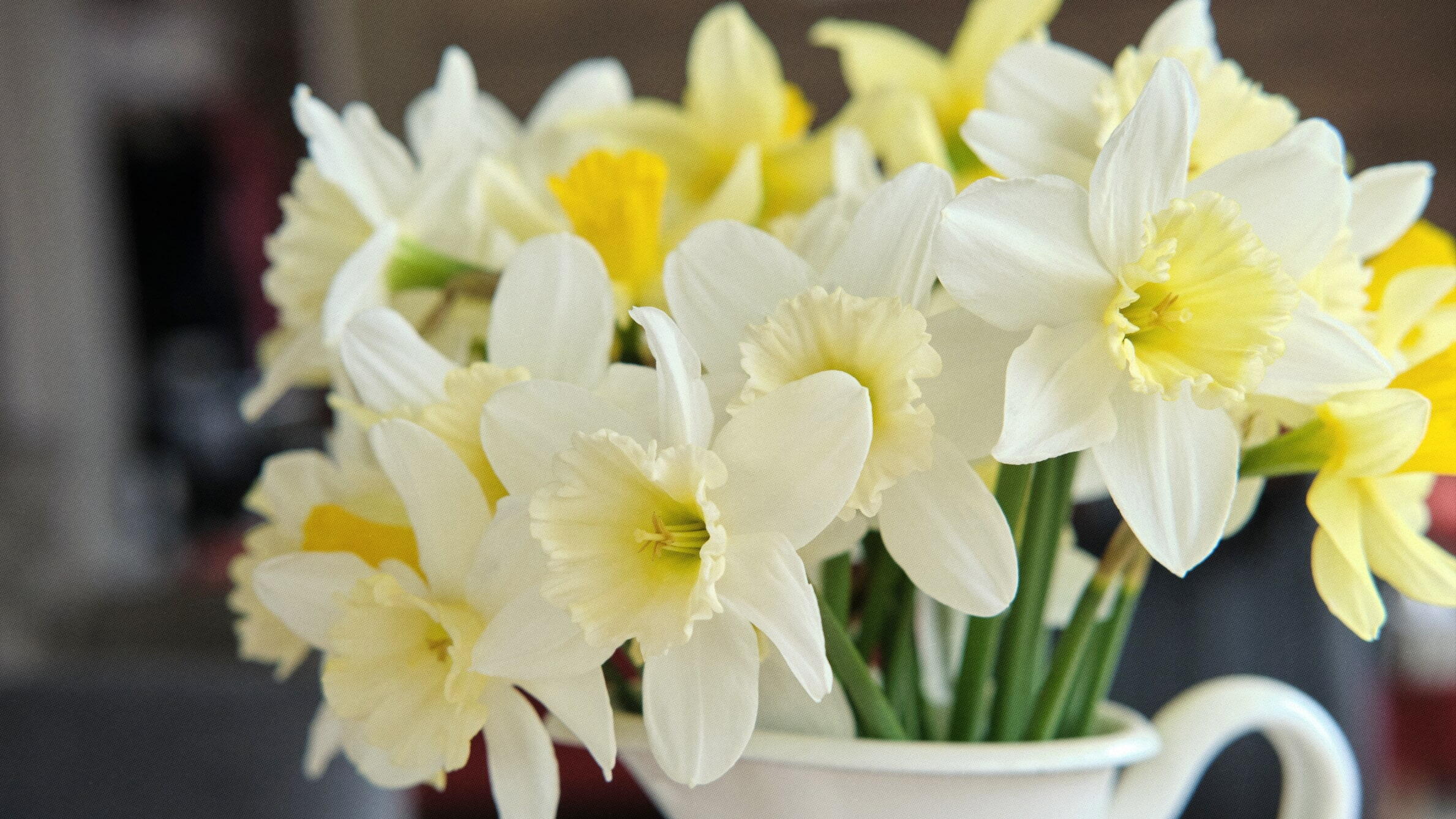 Daffodils for Mothers Day