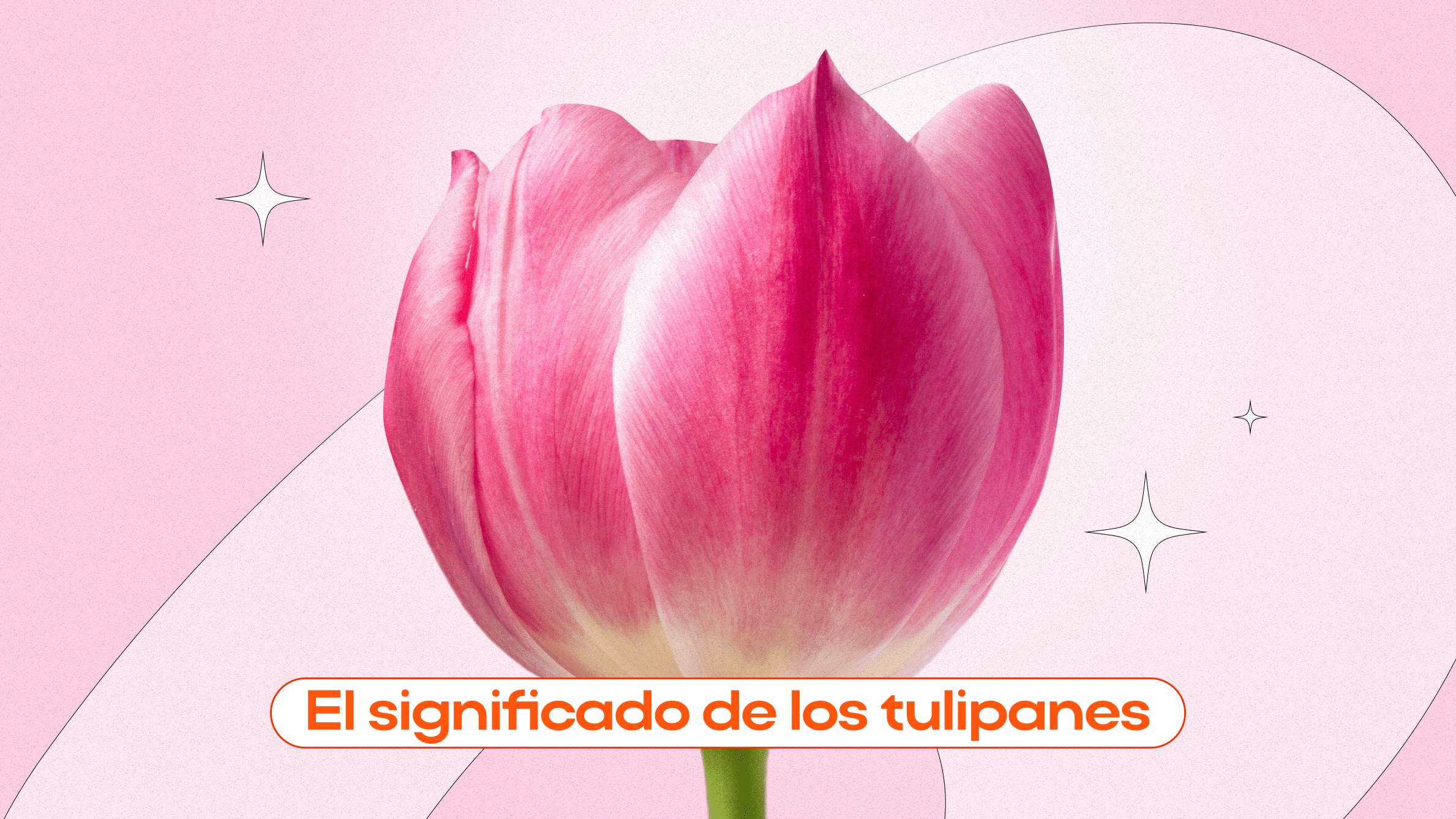 tulipanes significado