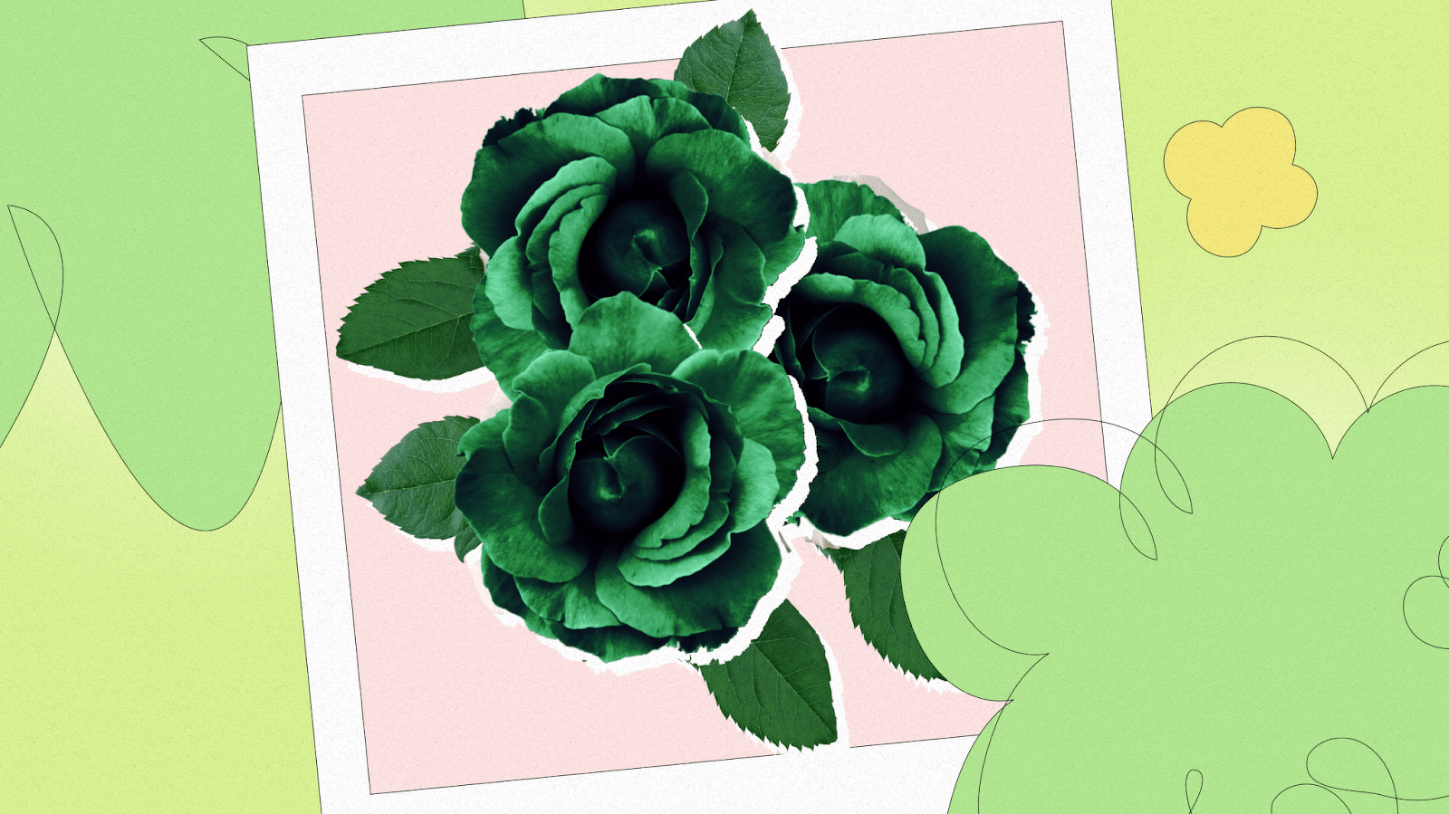 What do green roses mean?
