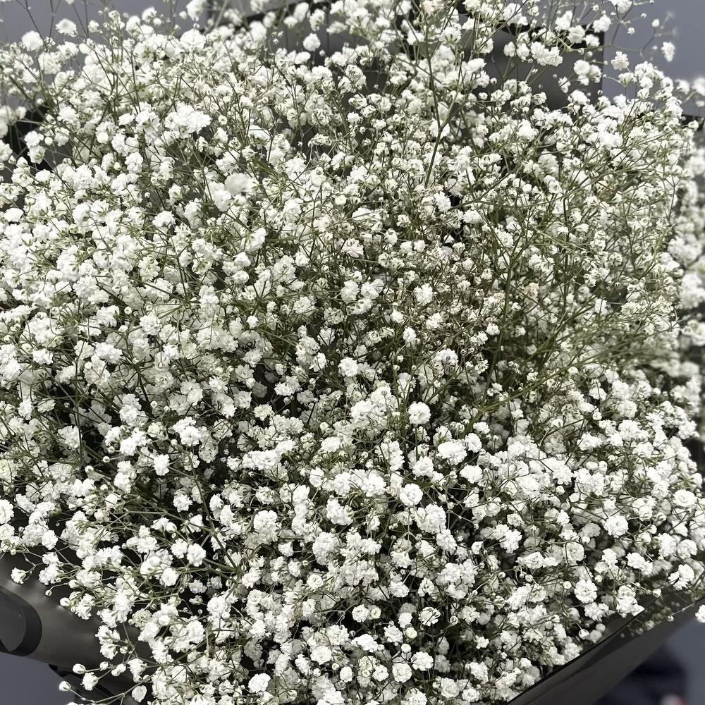 Gypsophila with registration