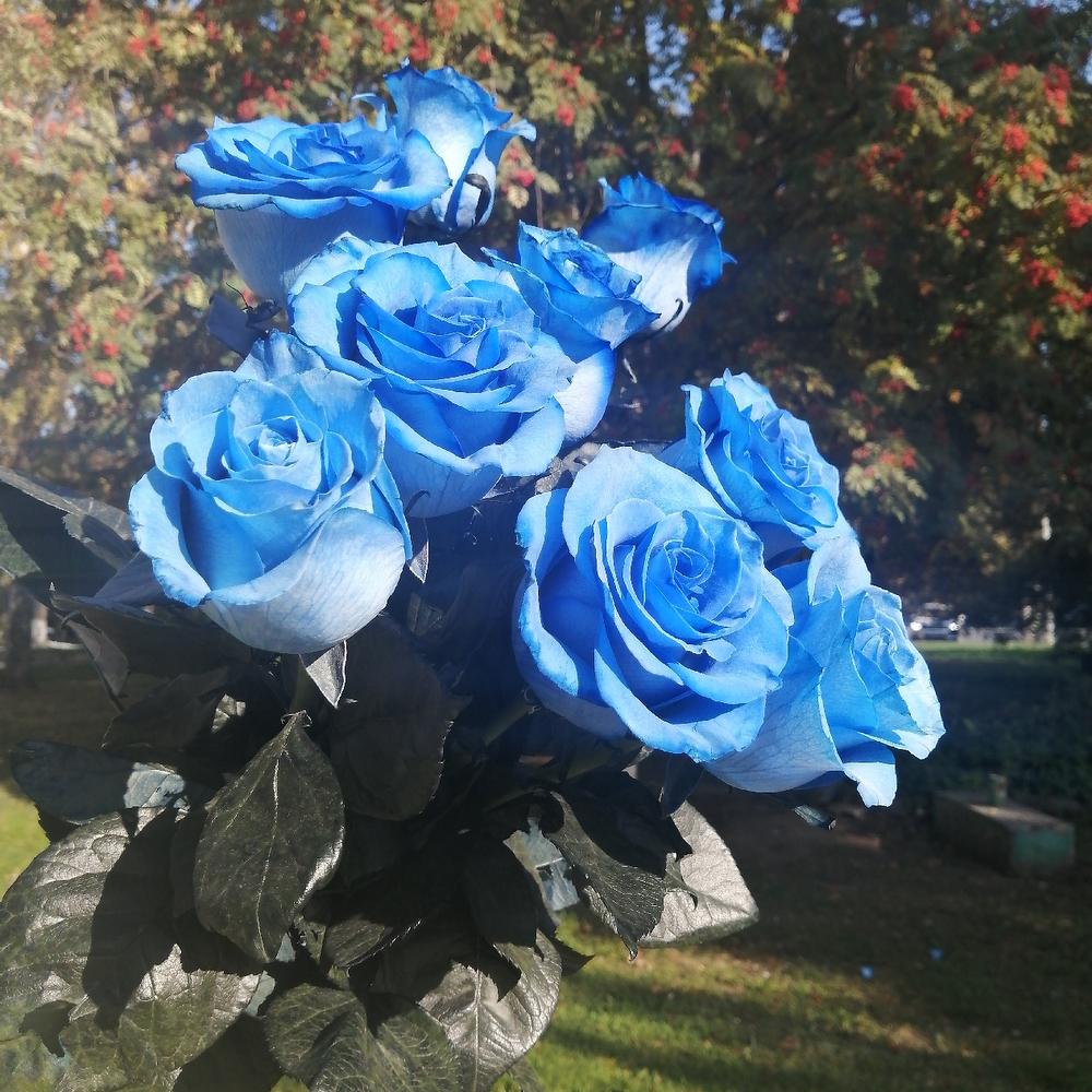 Сорта синих роз с фото и названиями