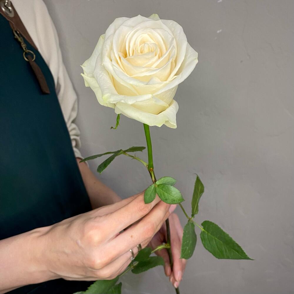 Роза Венделла