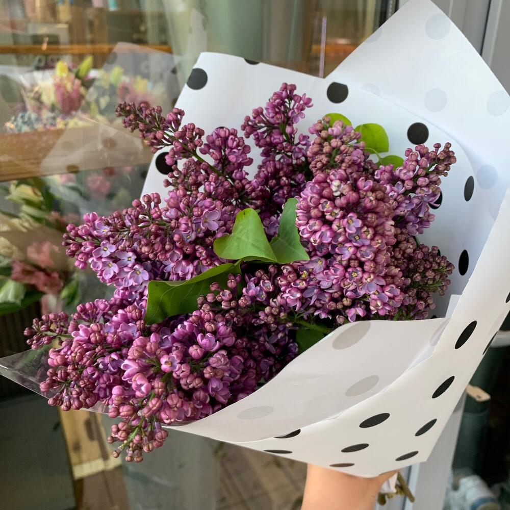 Сирень