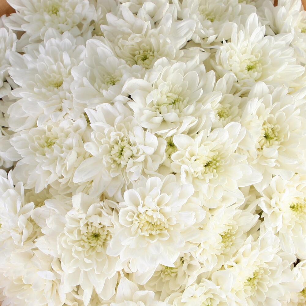 Букет 11 белых хризантем, Цветы и подарки в Перми, купить по цене 3190 ...