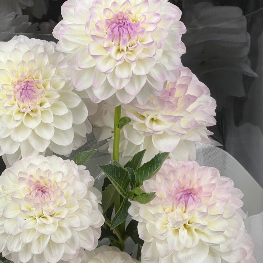 Flowers Bouquet Art Flowers Pearlescent morning