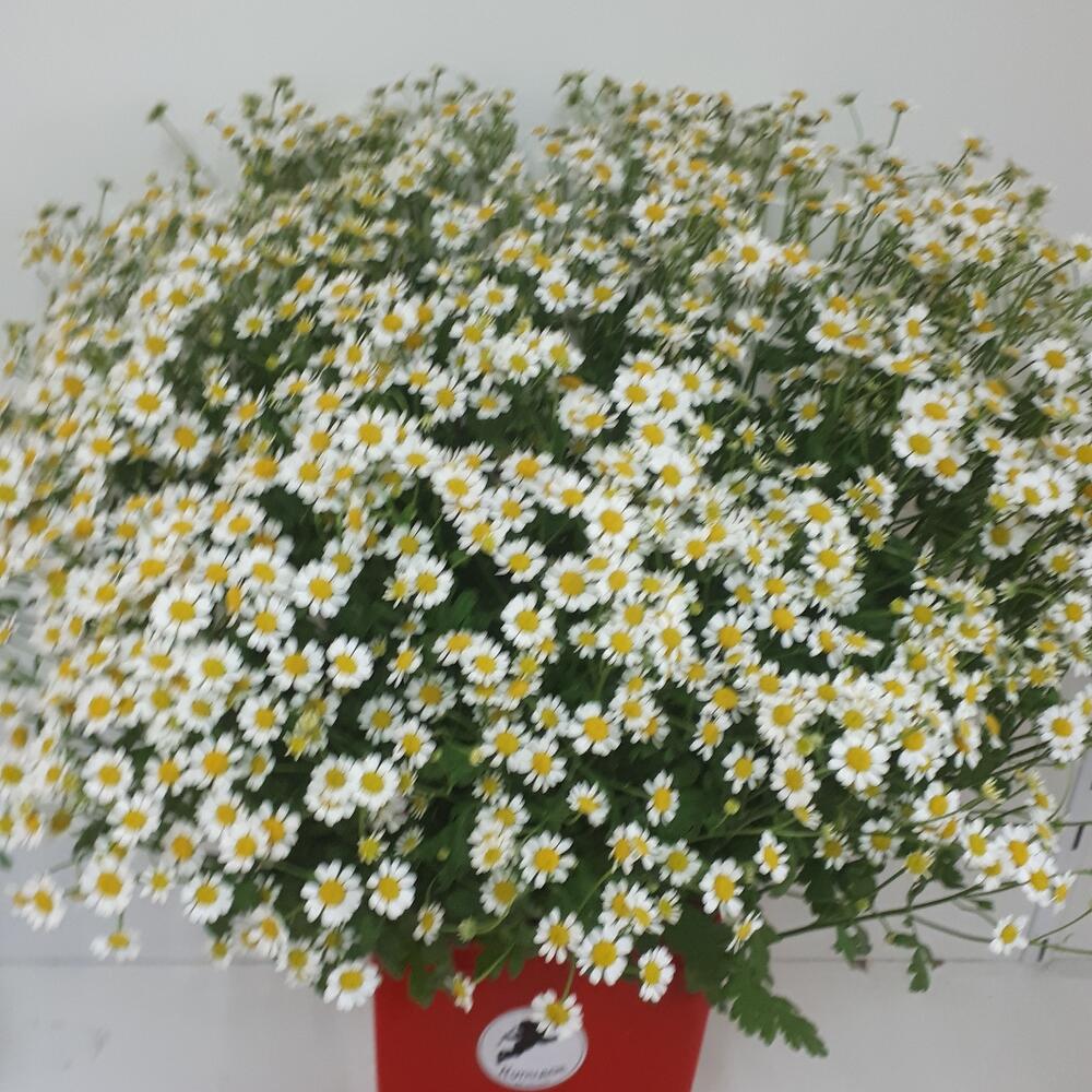 Букет из ромашек