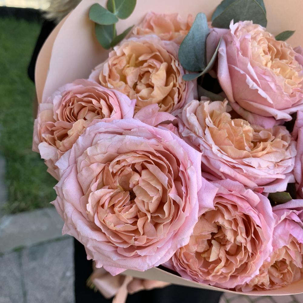 Juliet (Peony-Shaped Rose)
