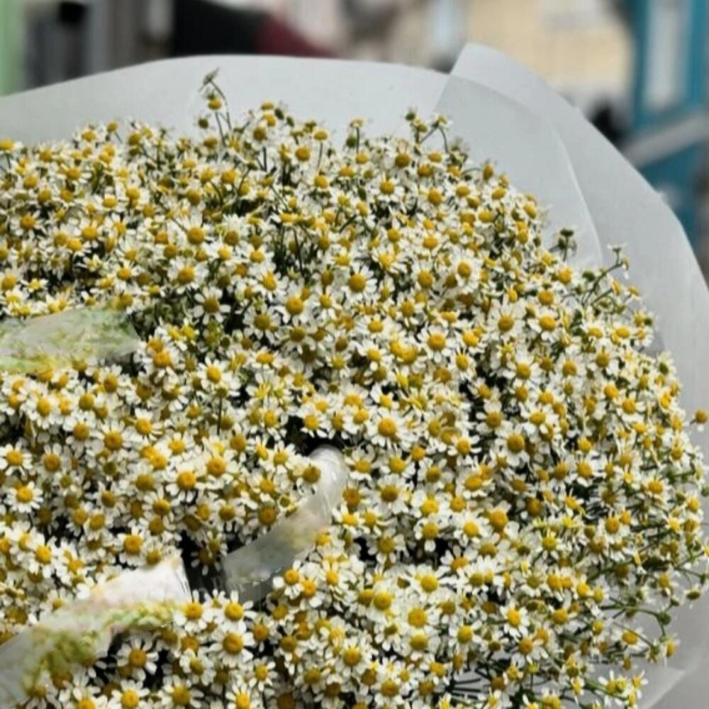 Большой букет кустовых полевых ромашек