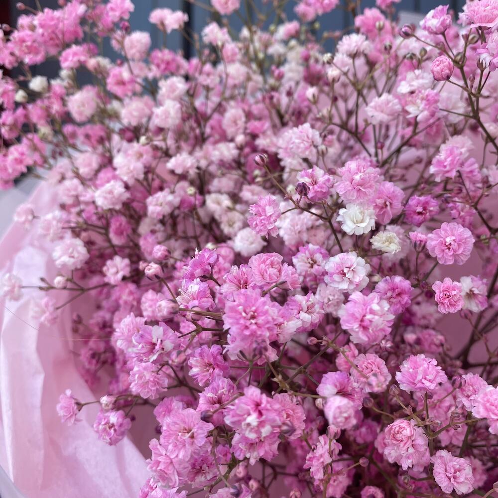 Розовые гипсофилы💗
