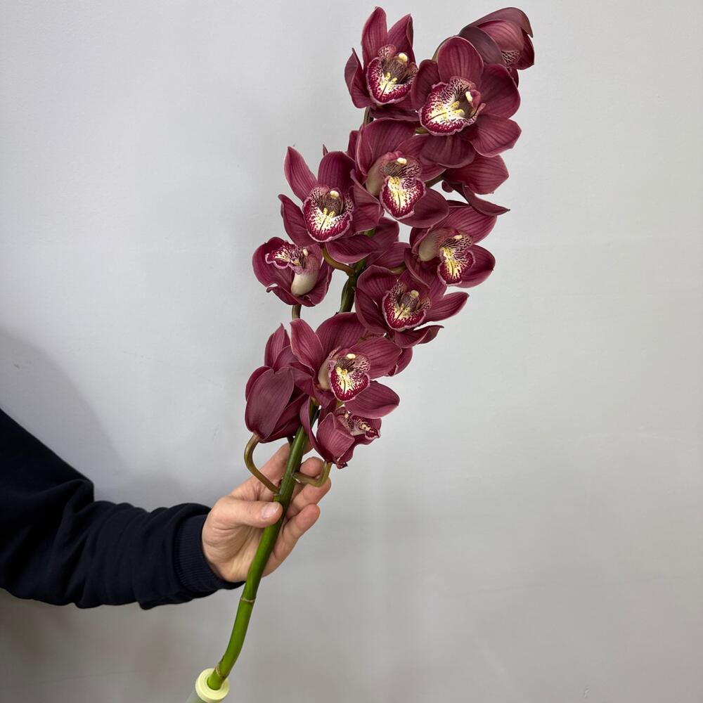 Орхидея цимбидиум