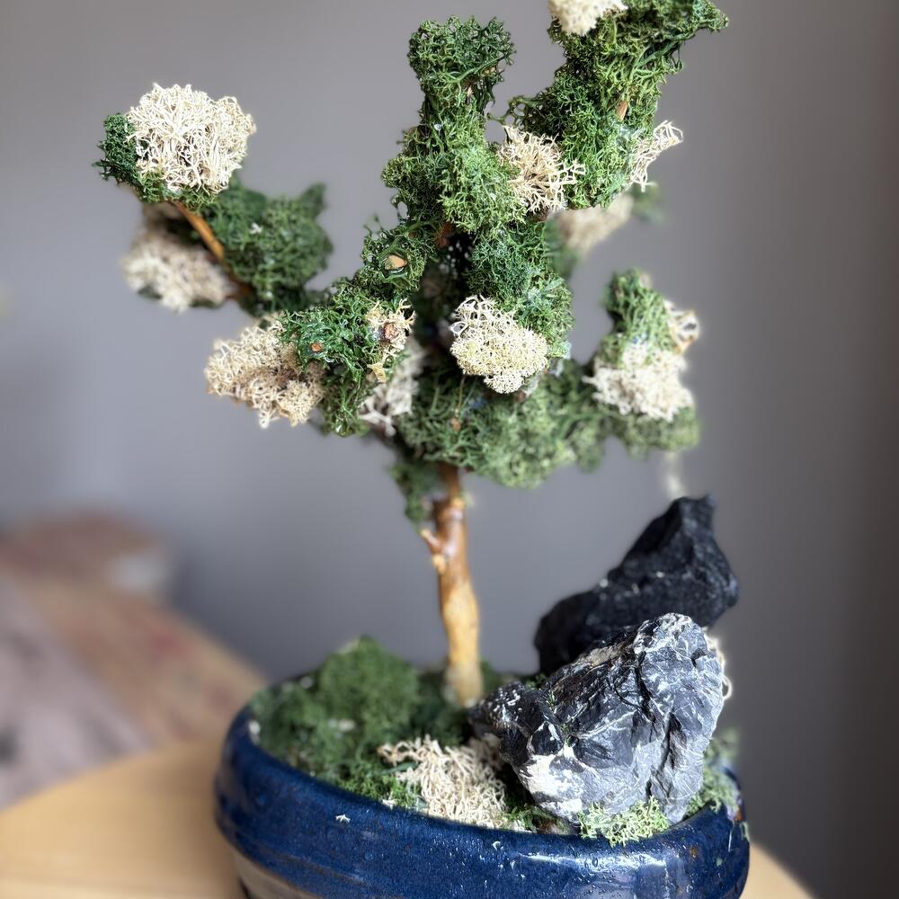 Бонсай из стабилизированного мха Forrest