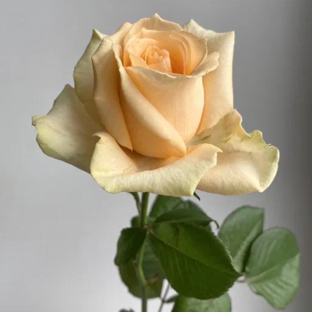 Роза Аваланж Пич, Flowers and presents Lipetsk, buy at a price of 200 RUB, By Pi