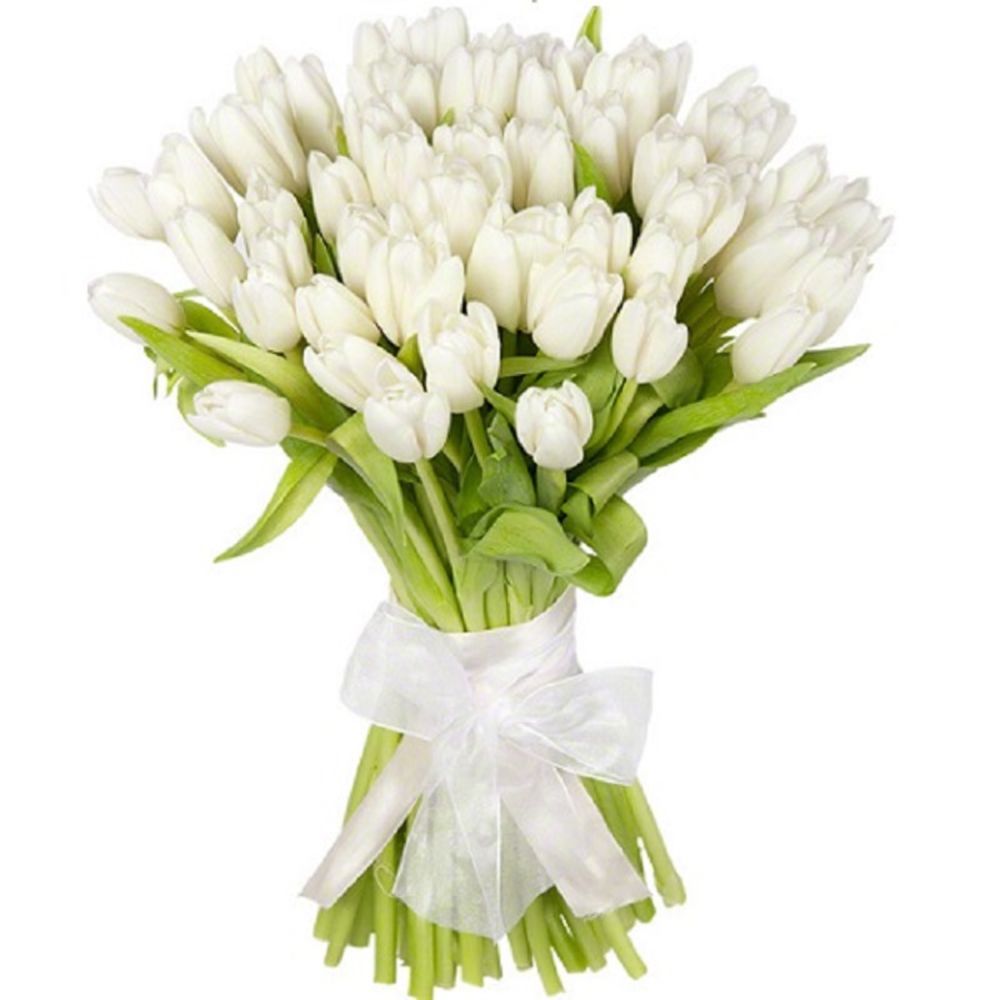 51 Белый тюльпан