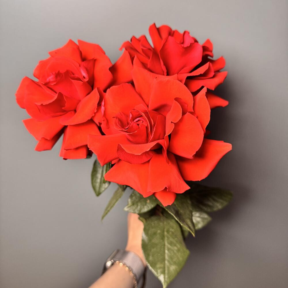 3 французских розы сорта «Нина»🌹