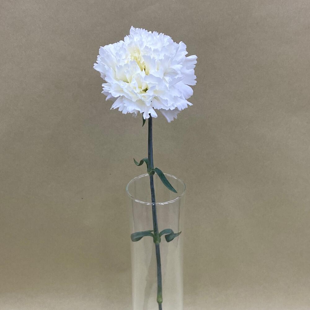 White dianthus
