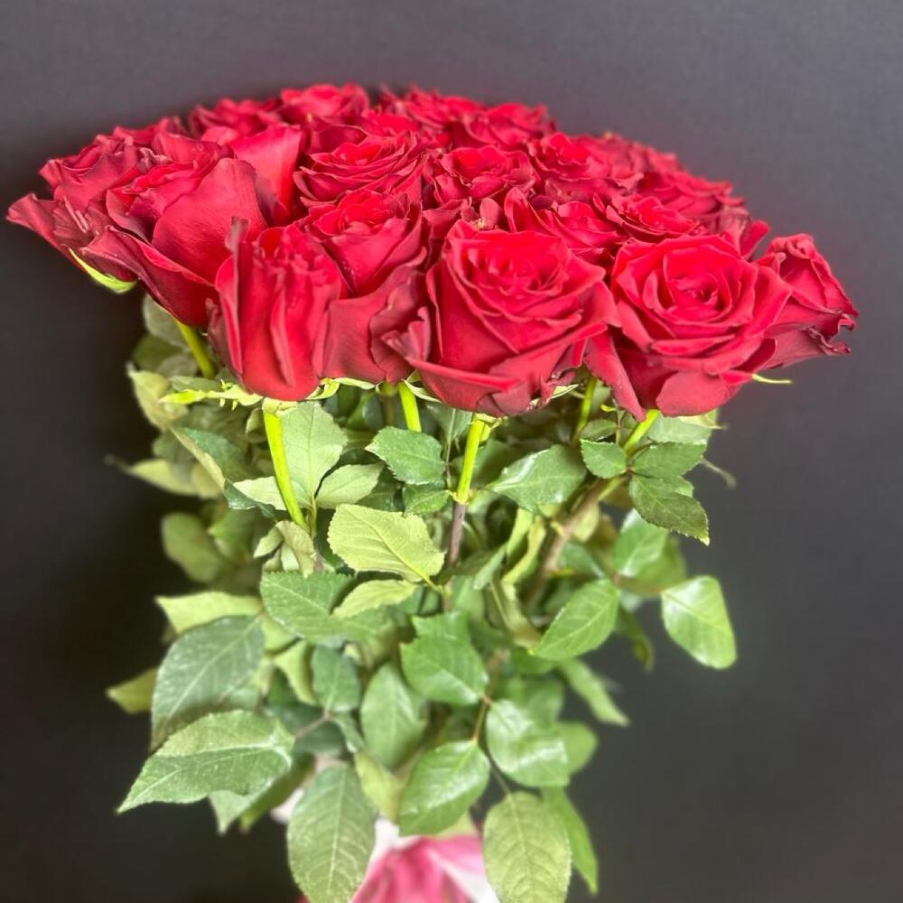 Розы эквадор 60 см (эксплорер)