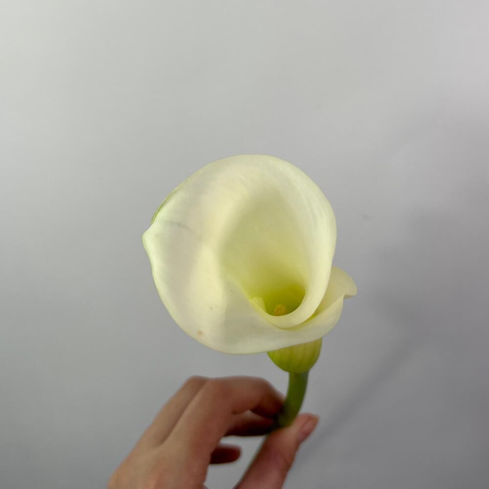 Калла белая