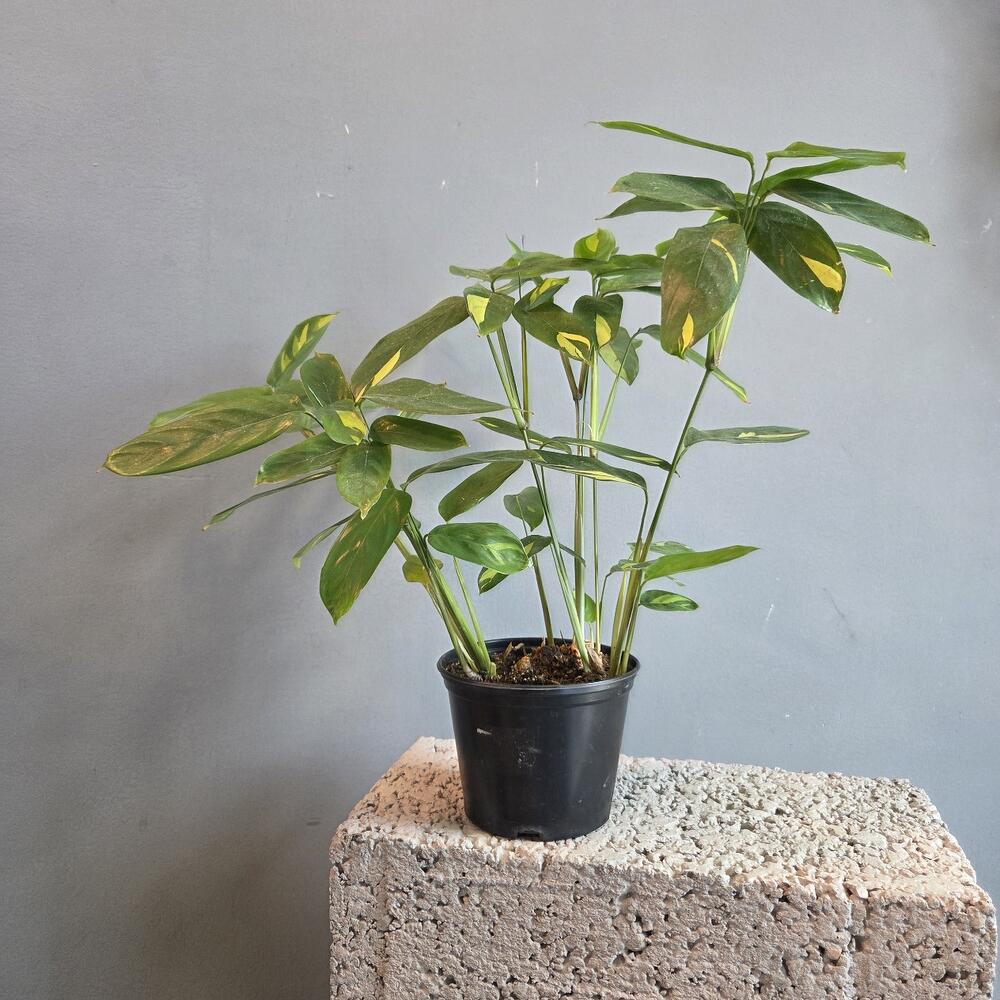 Ктенанта  Lubbersiana