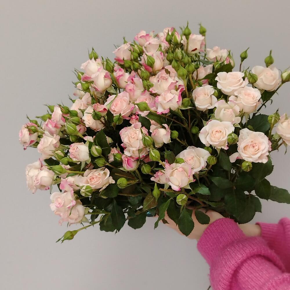 Bouquet of shrub roses "Reflex"