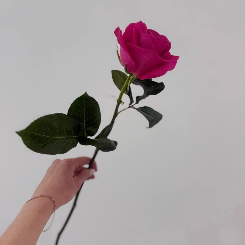 Розы сорта "pink floid"