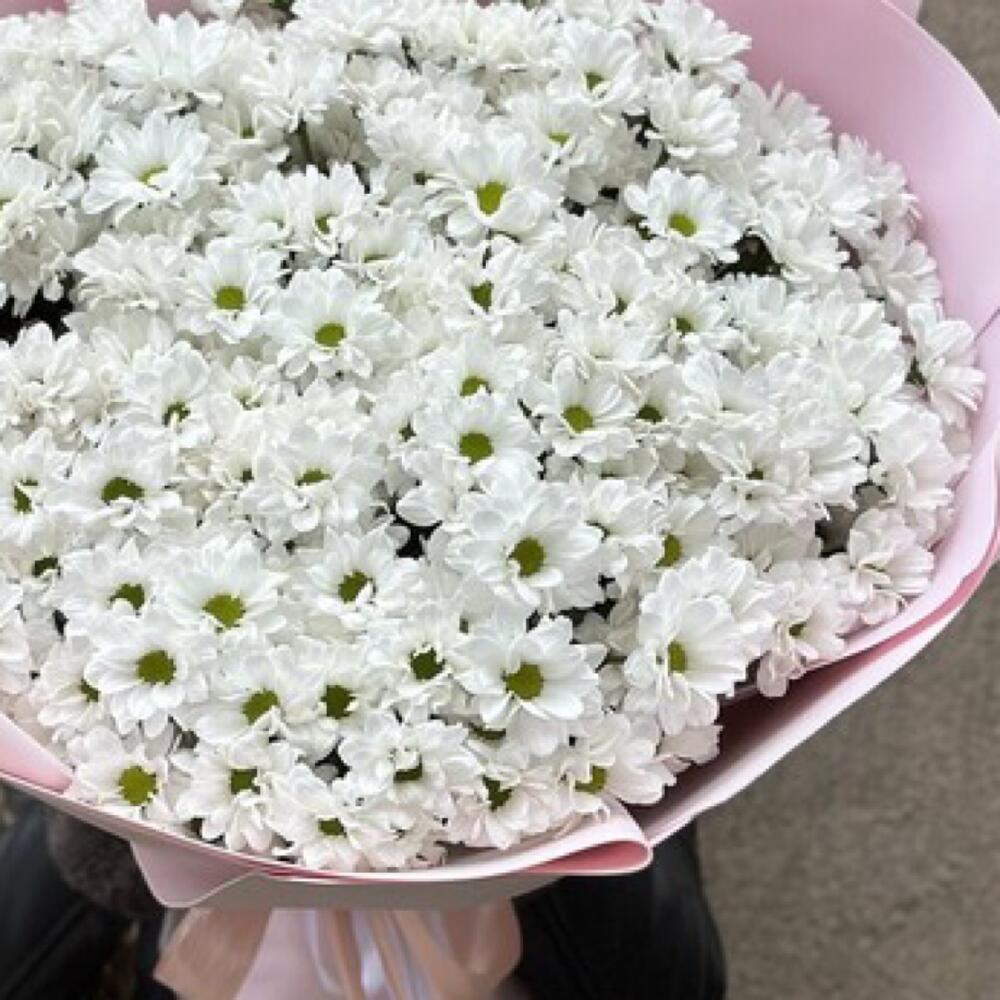 51 ромашка кустовая хризантема