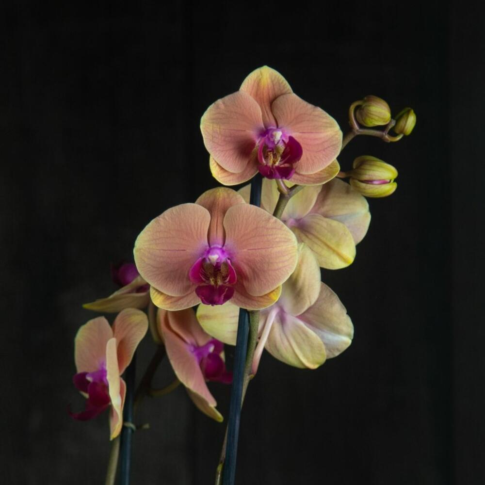 Голден Бьюти Орхидея