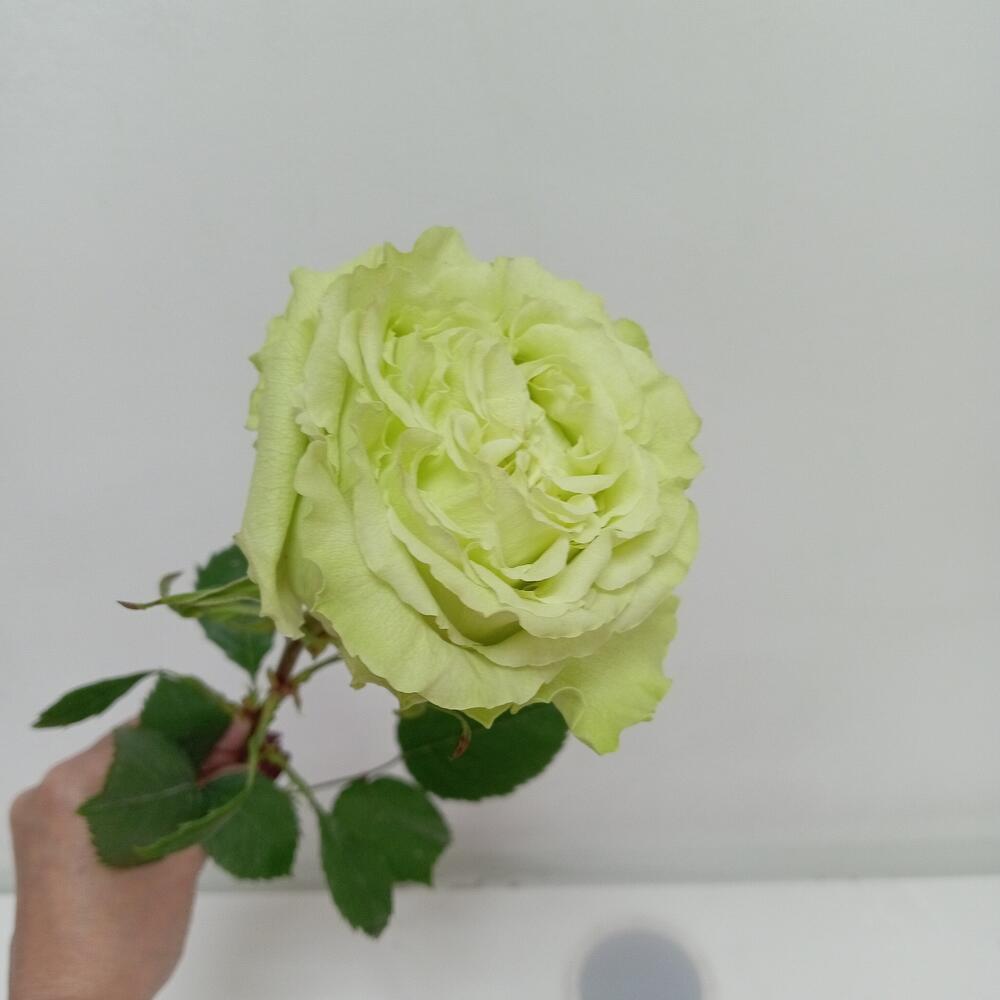 Роза зелёная