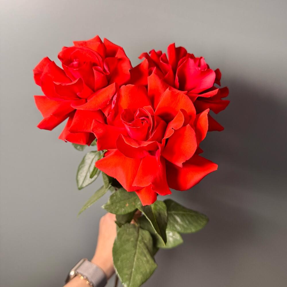 3 французских розы сорта «Нина»🌹