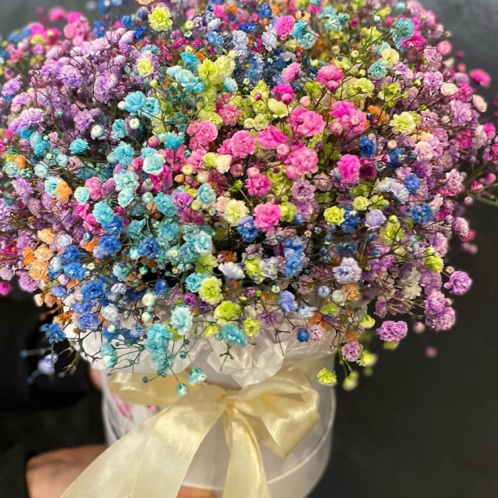 Gypsophila