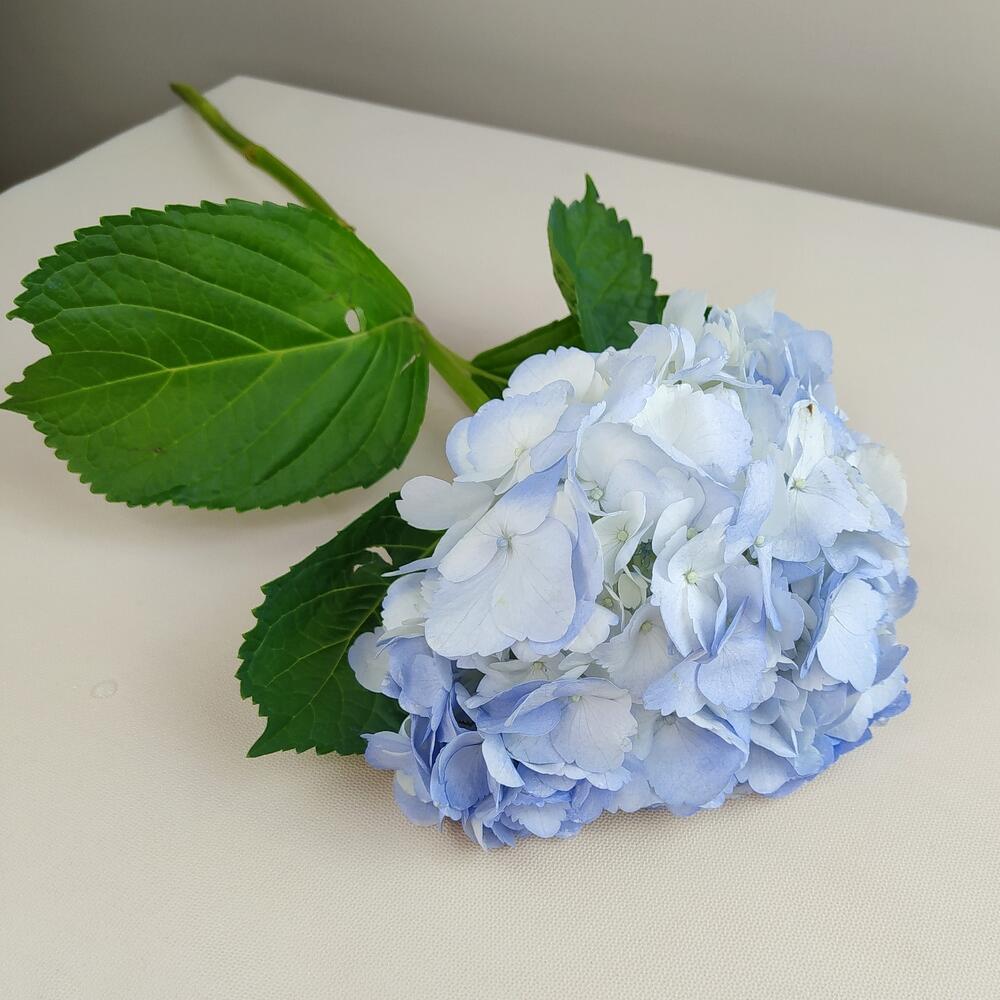Hydrangea