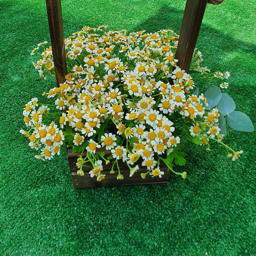 Flowers in a box