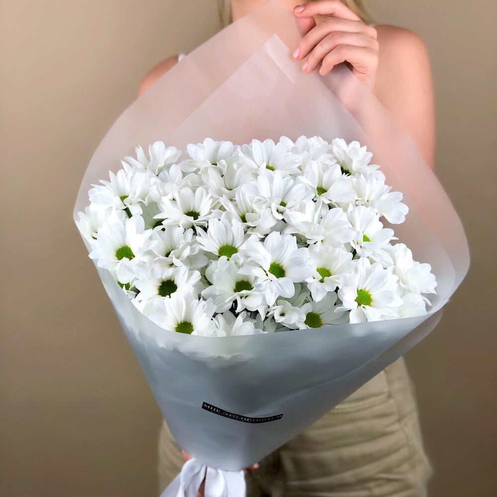 Chrysanthemum