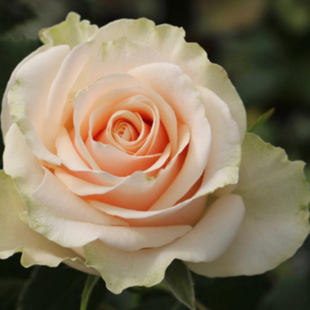 Сорт кремовых. Пинк аваланж. Сорт кремовых. Сорт розы вайт охара. Сорт кремовых.