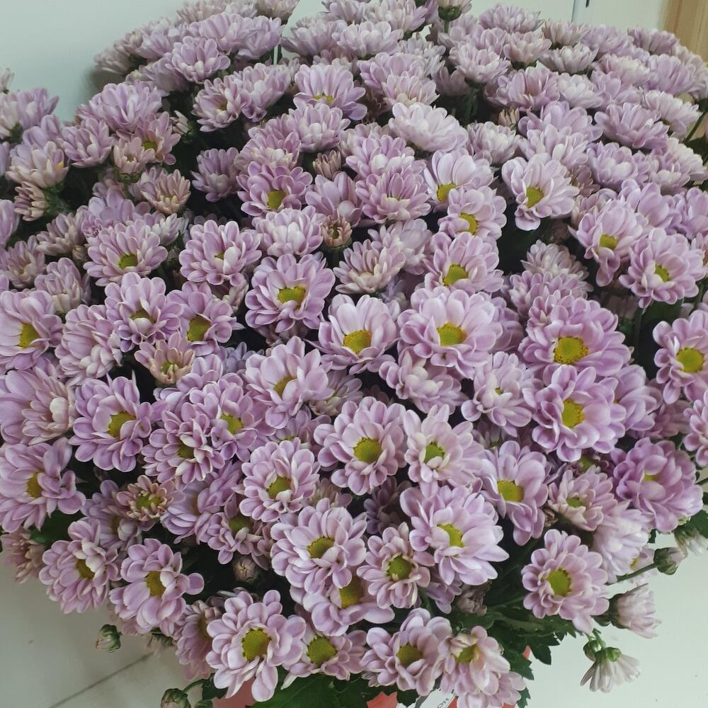Букет из сантини