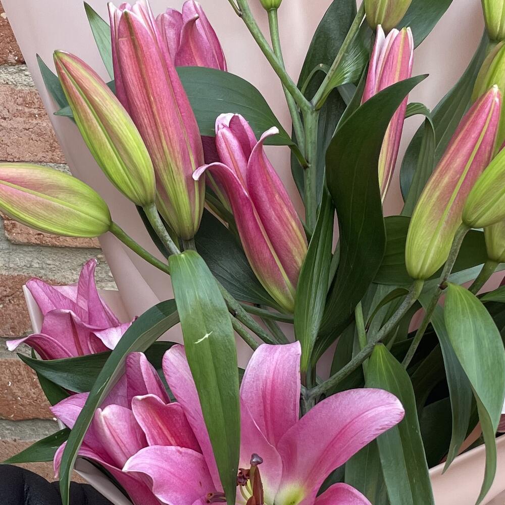 Bouquet of lily