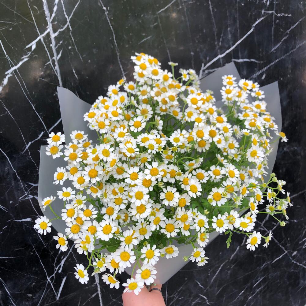 Ромашки