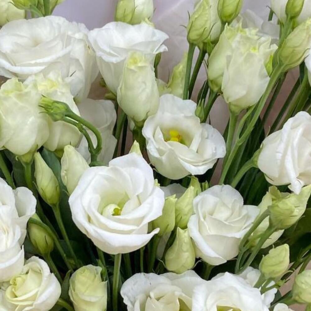 Bouquet of eustoma
