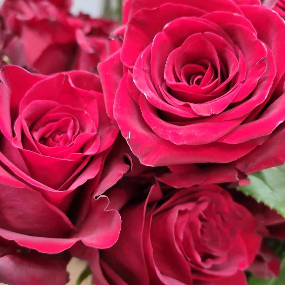 51 roses 🌹