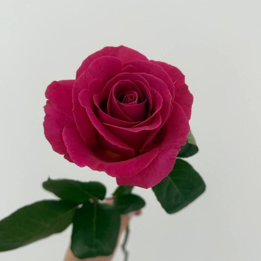 Розы сорта "pink floid"
