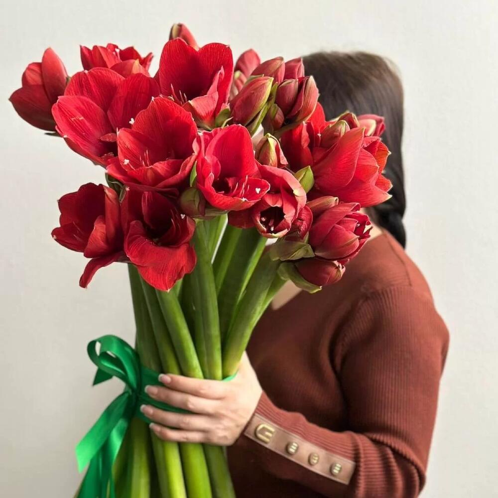 КРАСНЫЙ АМАРИЛЛИС