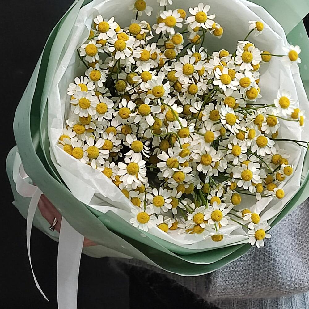 Ромашка Танацетум